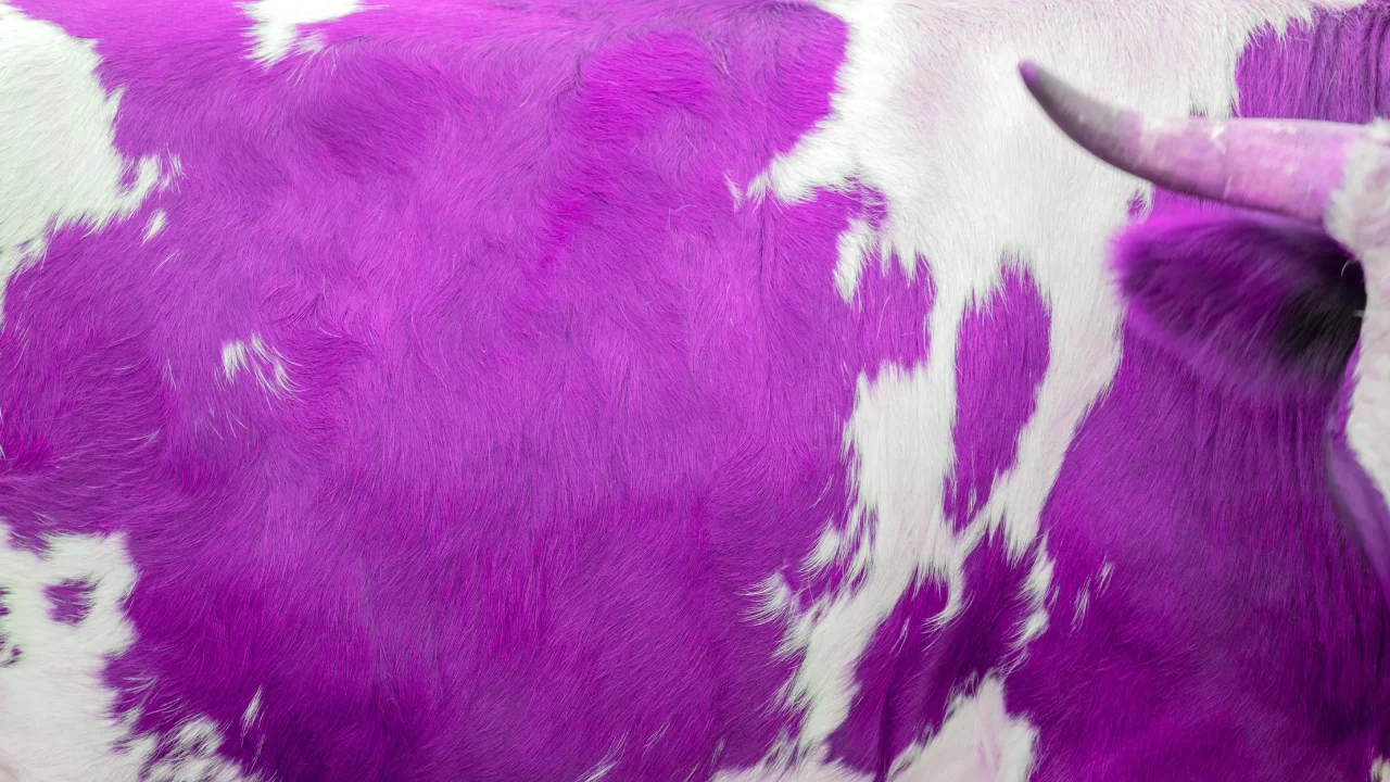 The Purple Cow